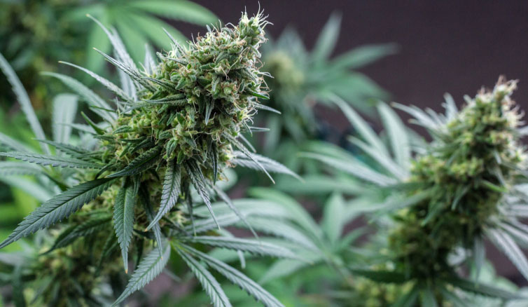 Cannabis Plant 1
